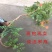 金黄凌霄花苗爬藤植物爬藤凌霄花苗南北方种植