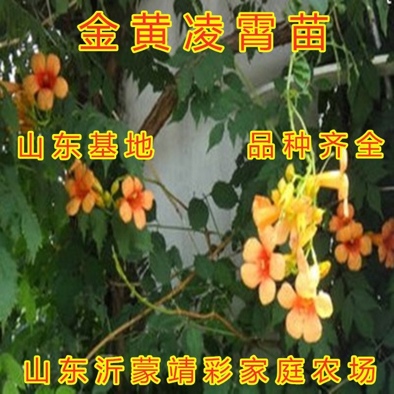 金黄凌霄花苗爬藤植物爬藤凌霄花苗南北方种植