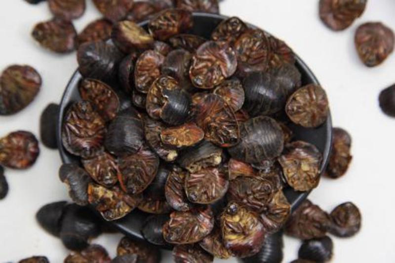 土鳖虫，常年批发供应土元中药材，各种规格土元量大从优