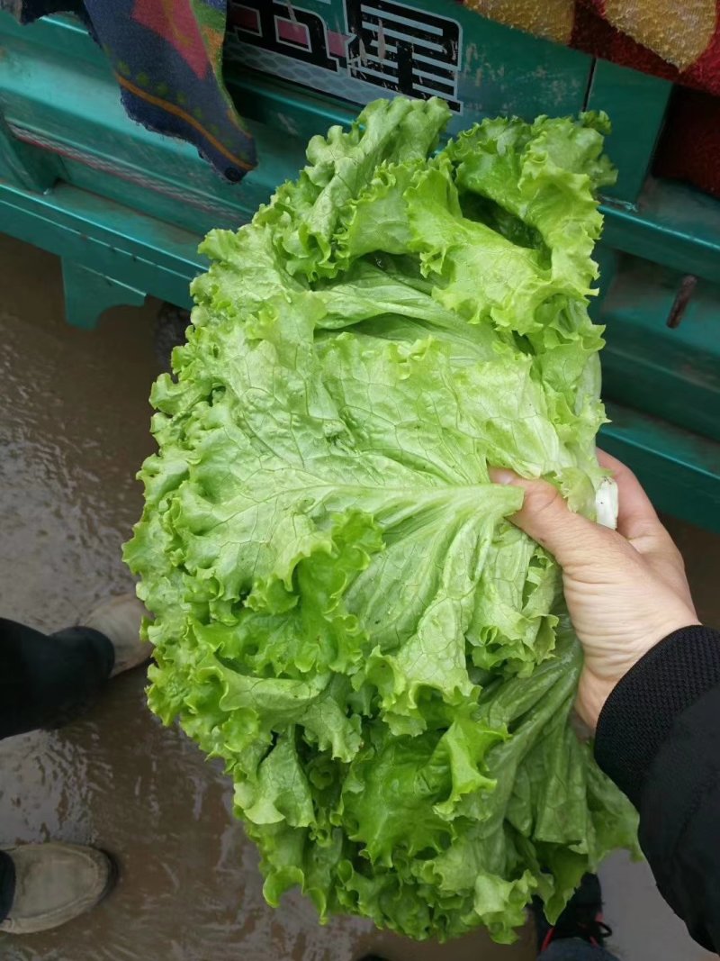 生菜产地直销，质量保证，量大从优，合作共赢。