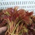 香椿芽产批发