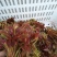 香椿芽产批发