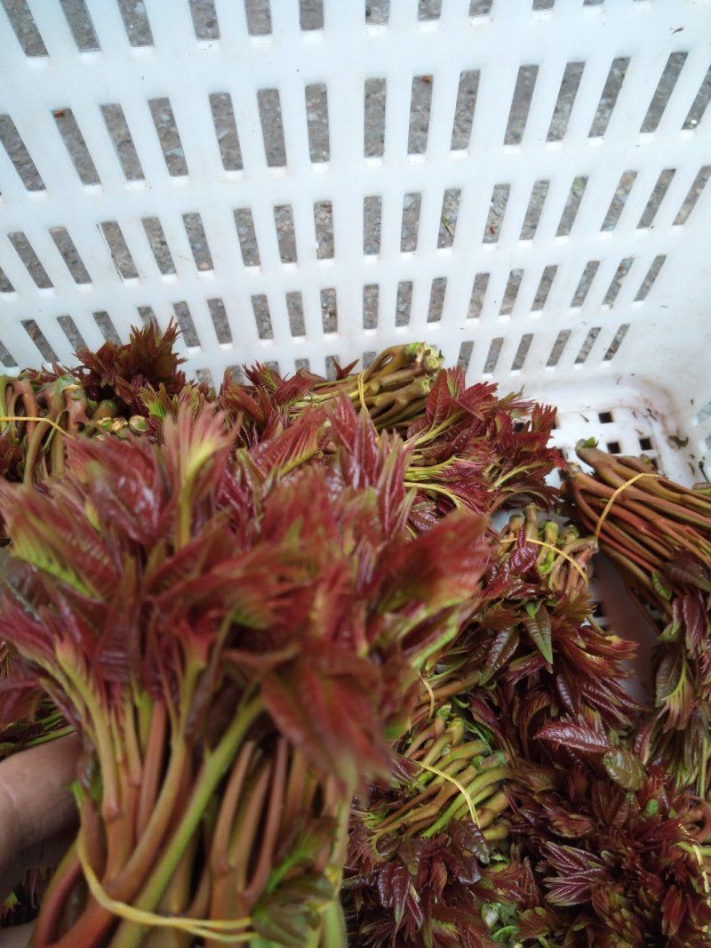 香椿芽产批发