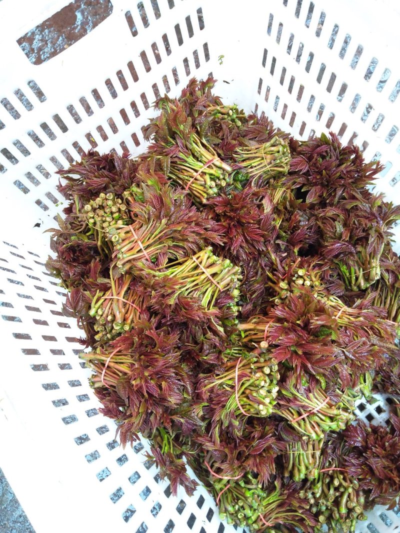 香椿芽产批发