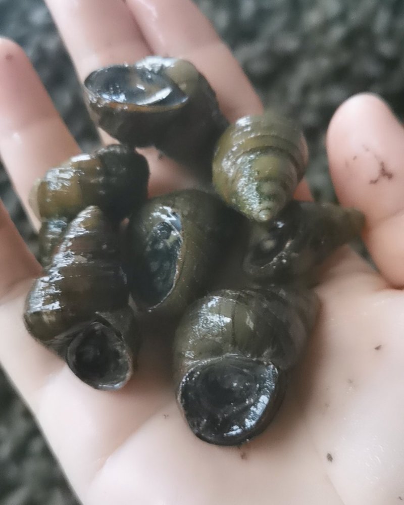 螺蛳一手货源存手工货无积压今发明到保证鲜活包直达费用