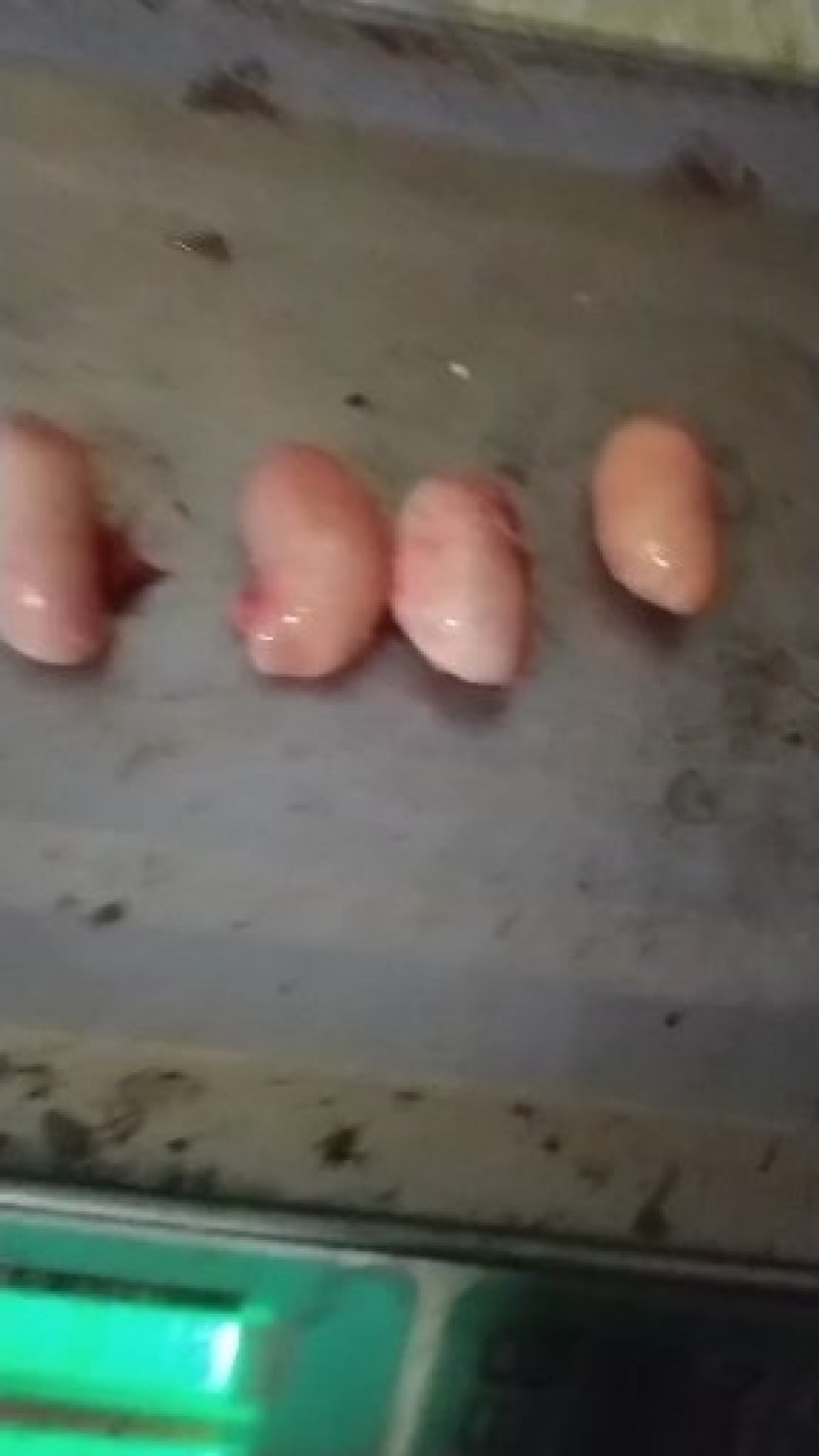 鸡腰子