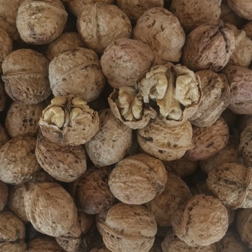 大理漾濞核桃