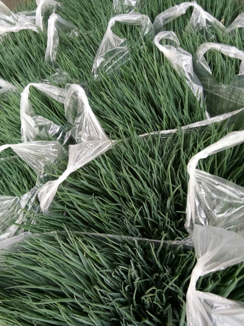 小葱（新鮮小葱现货）
