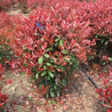 红叶石楠球1米冠幅红叶石楠小杯红叶石楠大杯