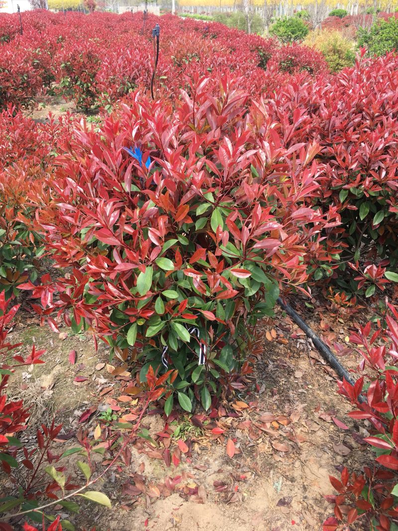 红叶石楠球1米冠幅红叶石楠小杯红叶石楠大杯