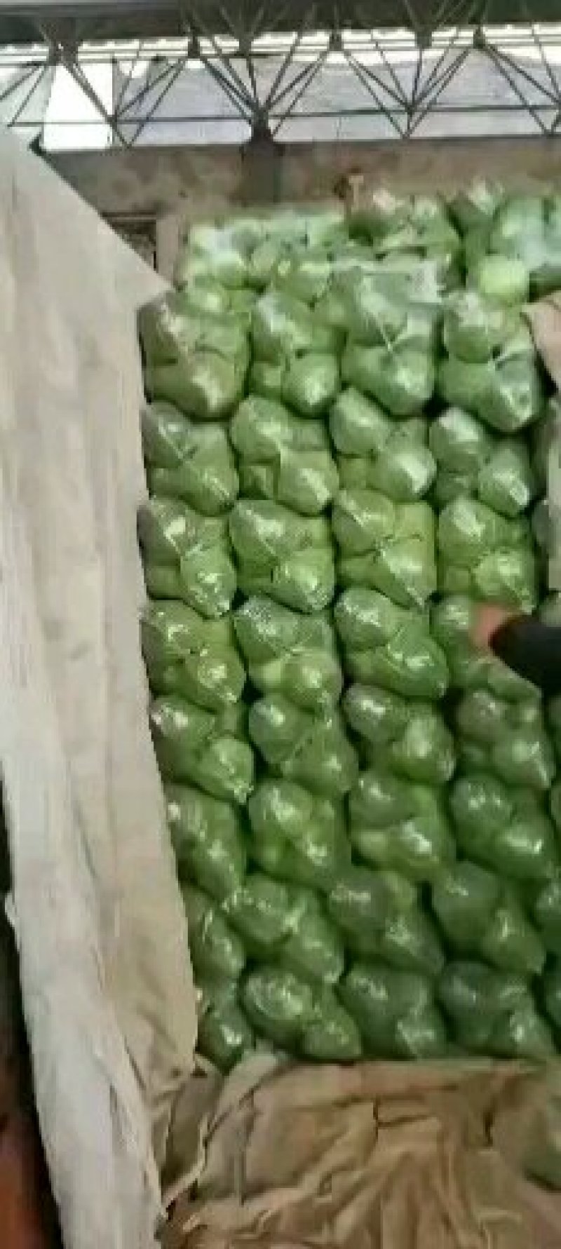 精品推荐邯郸永年中甘21甘蓝大量上市产地直供