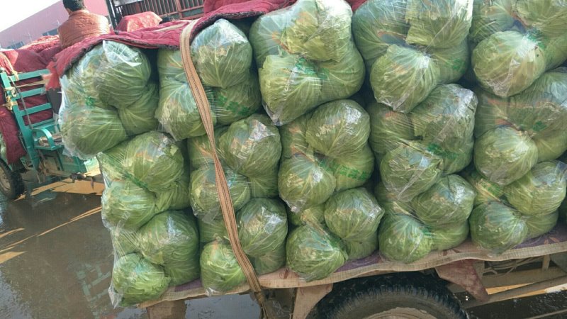 精品推荐邯郸永年中甘21甘蓝大量上市产地直供