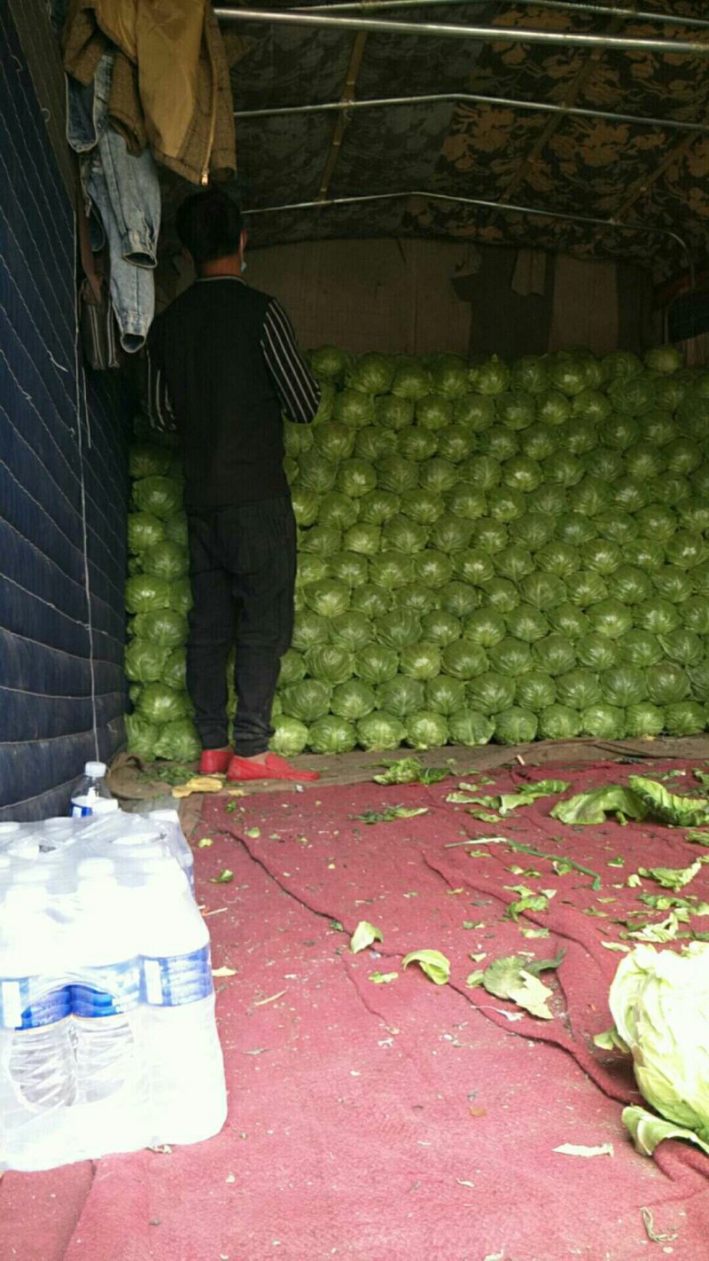 精品推荐邯郸永年中甘21甘蓝大量上市产地直供