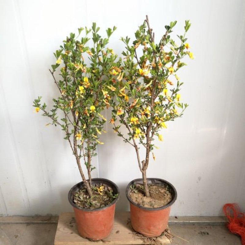 精品花卉金雀梅锦鸡儿金丝雀黄金雀花苗盆景盆栽金雀花苗树桩