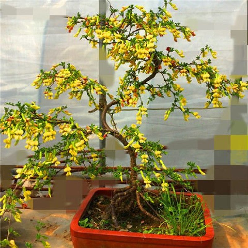 精品花卉金雀梅锦鸡儿金丝雀黄金雀花苗盆景盆栽金雀花苗树桩