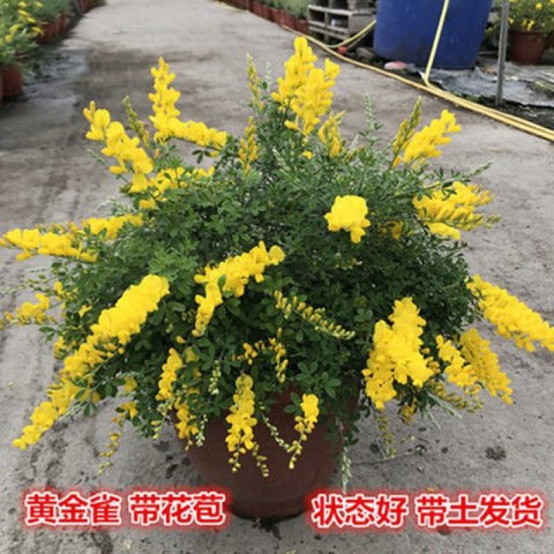 精品花卉金雀梅锦鸡儿金丝雀黄金雀花苗盆景盆栽金雀花苗树桩