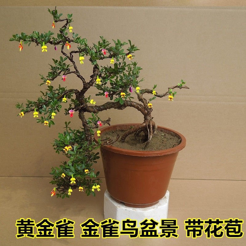 精品花卉金雀梅锦鸡儿金丝雀黄金雀花苗盆景盆栽金雀花苗树桩