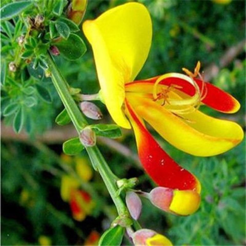 精品花卉金雀梅锦鸡儿金丝雀黄金雀花苗盆景盆栽金雀花苗树桩