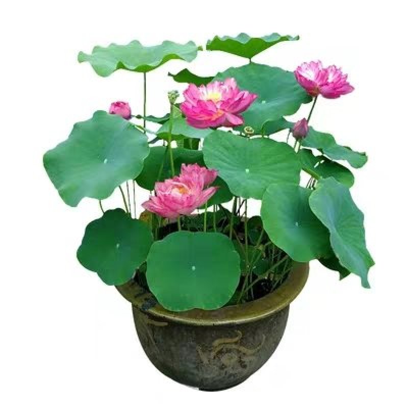 荷花池塘大型观赏荷花苗种藕苗莲藕种苗盆栽荷花种根苗