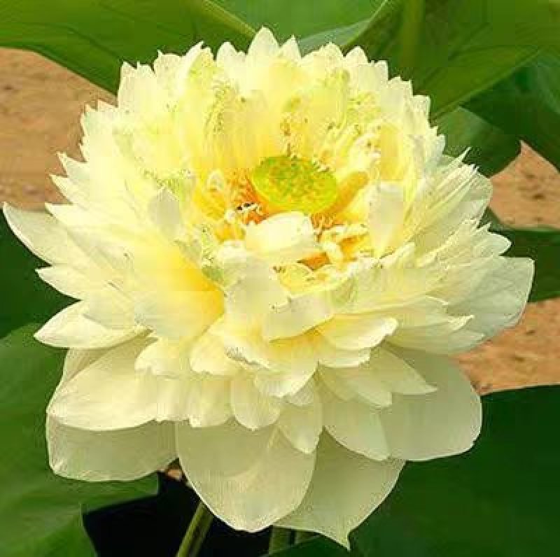 荷花池塘大型观赏荷花苗种藕苗莲藕种苗盆栽荷花种根苗
