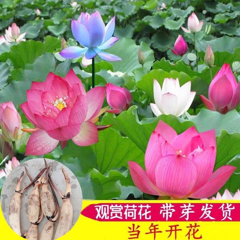 荷花池塘大型观赏荷花苗种藕苗莲藕种苗盆栽荷花种根苗