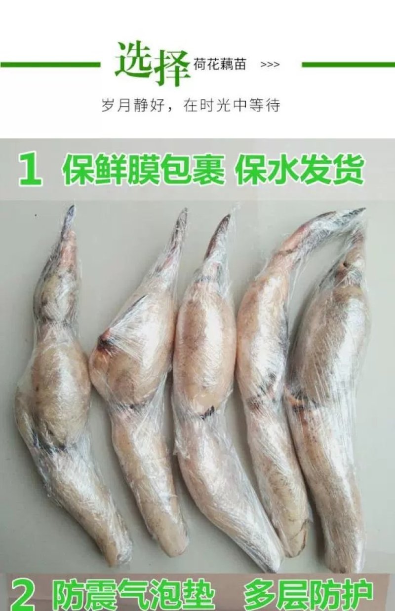 荷花池塘大型观赏荷花苗种藕苗莲藕种苗盆栽荷花种根苗