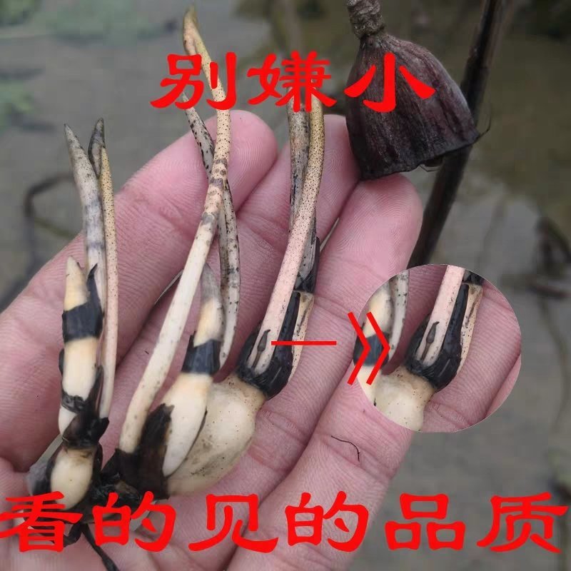 荷花池塘大型观赏荷花苗种藕苗莲藕种苗盆栽荷花种根苗
