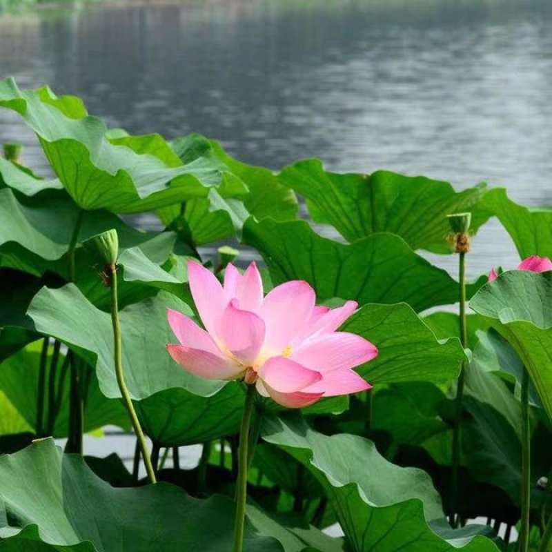 荷花池塘大型观赏荷花苗种藕苗莲藕种苗盆栽荷花种根苗