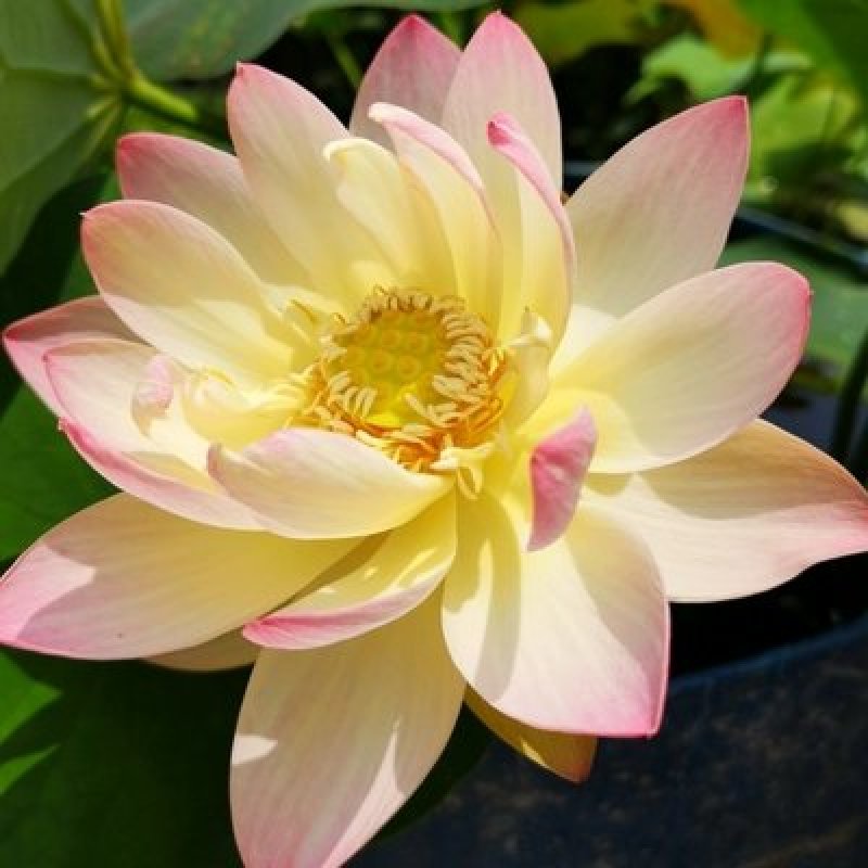 荷花池塘大型观赏荷花苗种藕苗莲藕种苗盆栽荷花种根苗