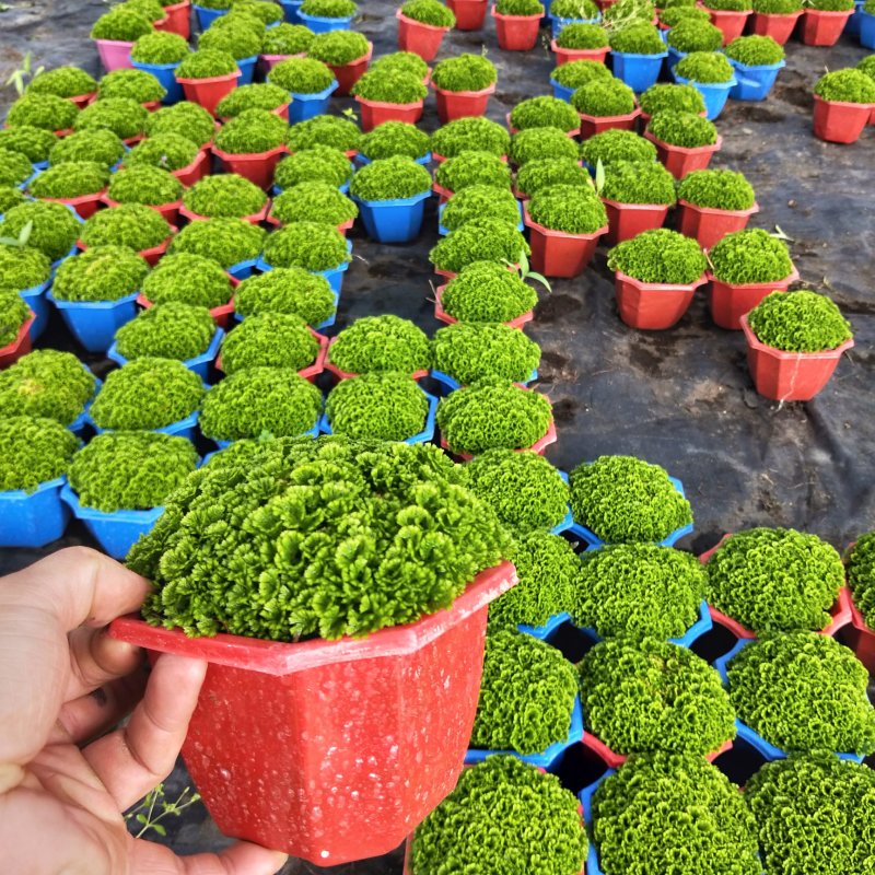 精品绿地球室内盆栽植物净化空气
