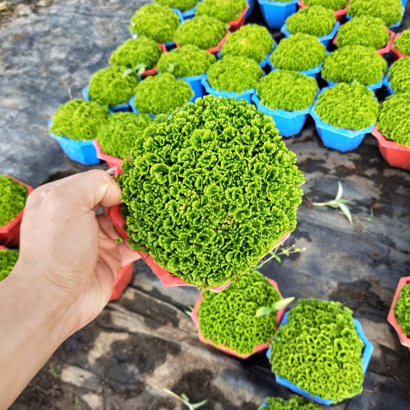 精品绿地球室内盆栽植物净化空气