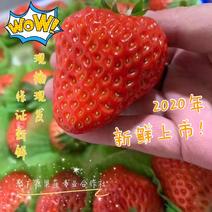 【丹东草莓】红颜草莓九九草莓支持批发商，各电商平台供货