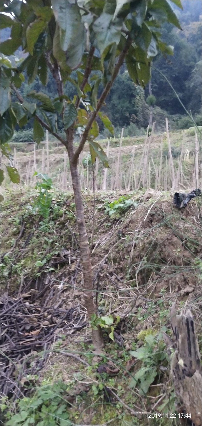 乌克兰樱桃苗樱桃嫁接苗大樱桃苗甜樱桃苗基地直发保湿发货！