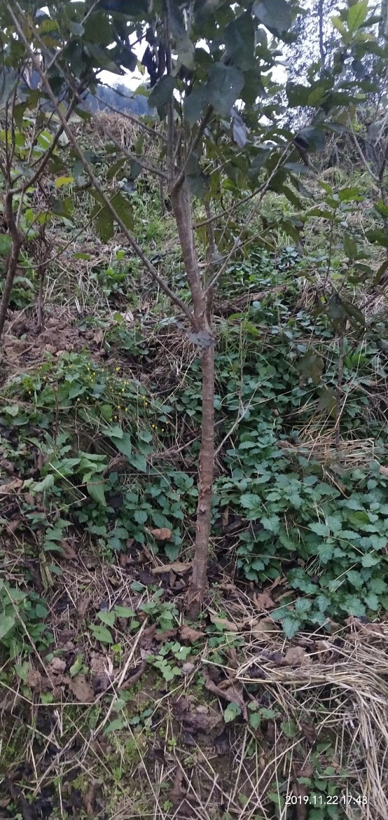 乌克兰樱桃苗樱桃嫁接苗大樱桃苗甜樱桃苗基地直发保湿发货！