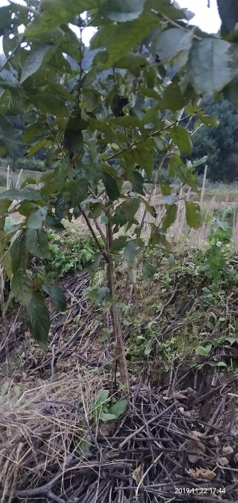 乌克兰樱桃苗樱桃嫁接苗大樱桃苗甜樱桃苗基地直发保湿发货！