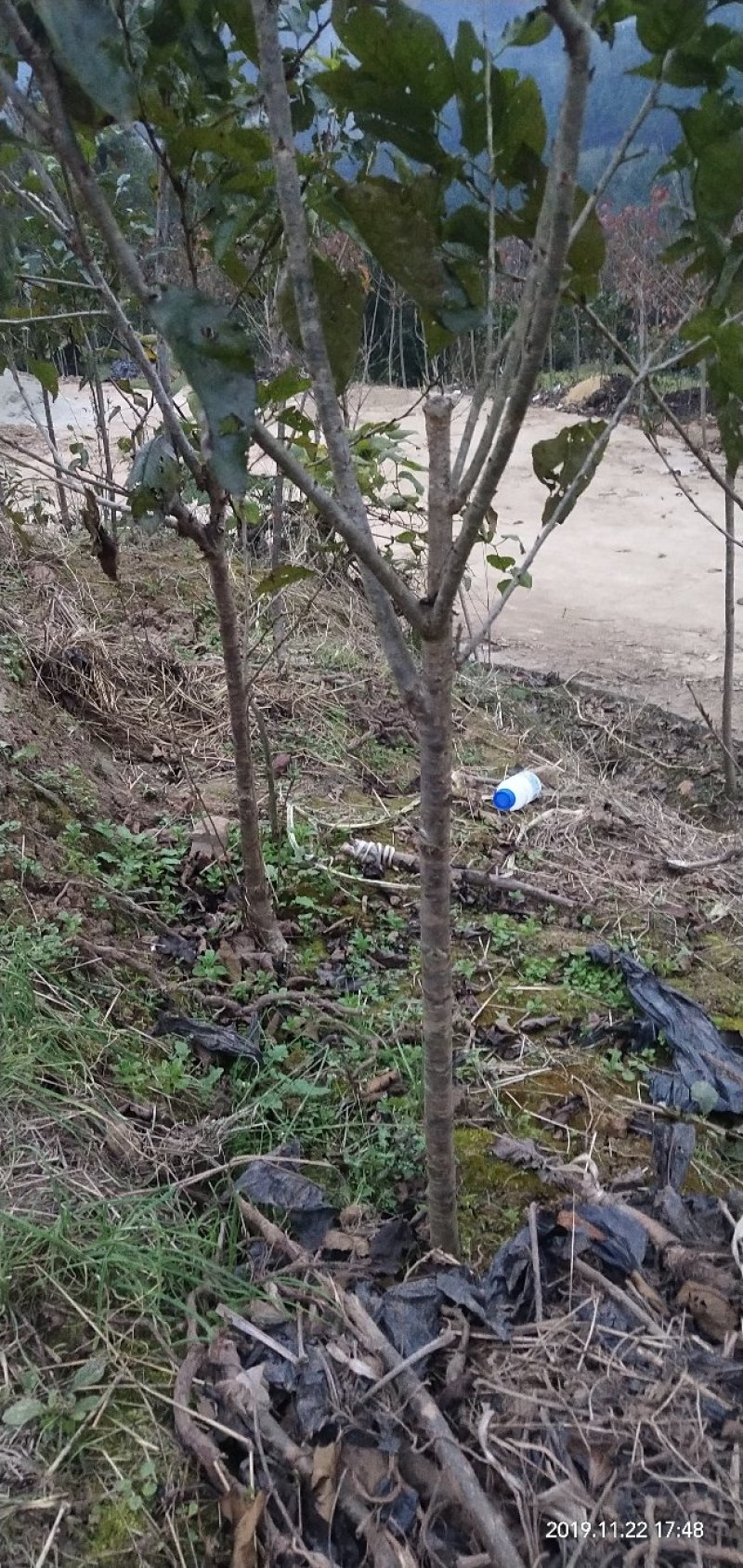 乌克兰樱桃苗樱桃嫁接苗大樱桃苗甜樱桃苗基地直发保湿发货！