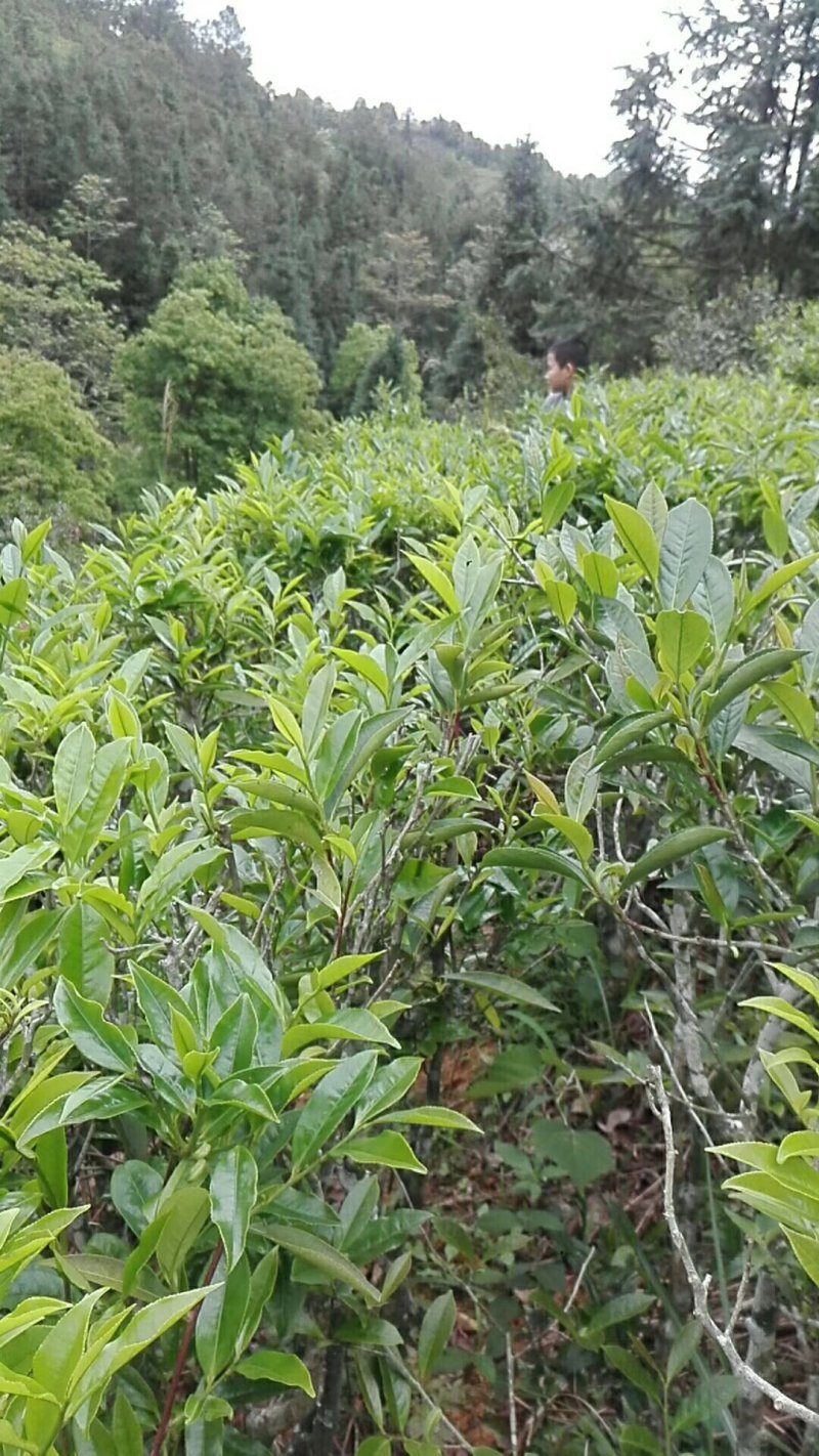 广东兴宁市头春水罗塘茶红茶自产自销优惠活动中