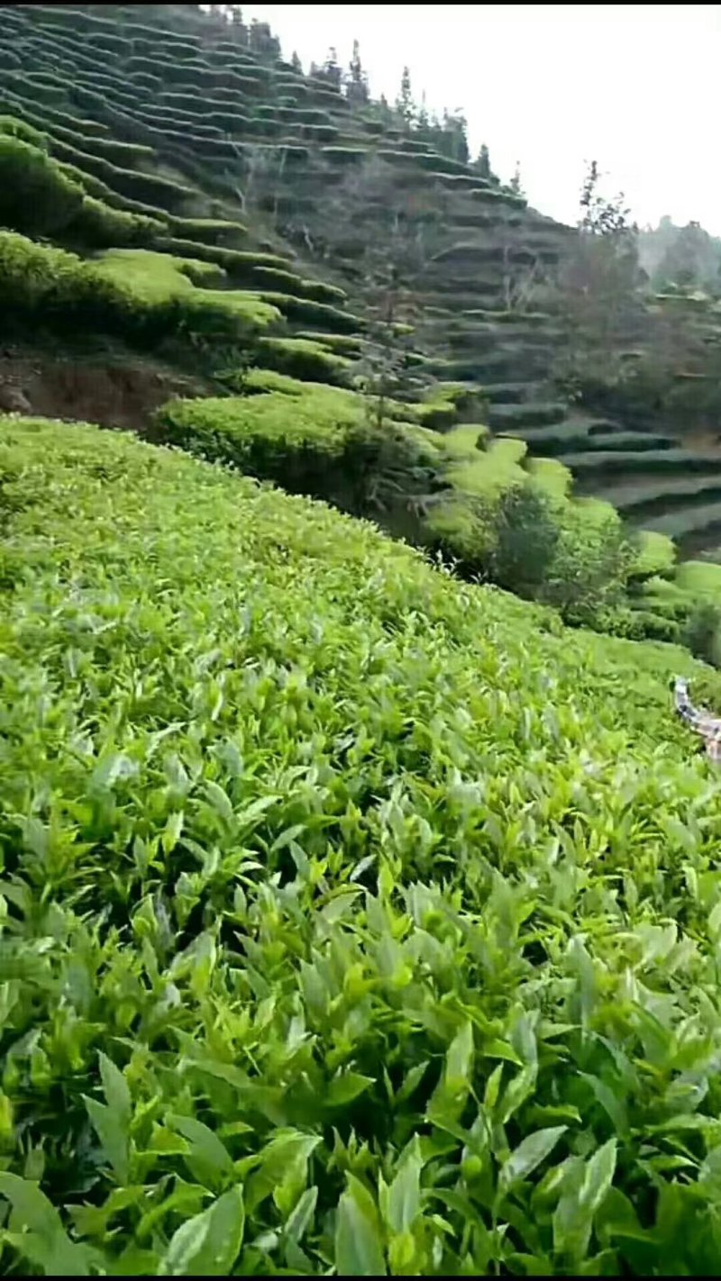 广东兴宁市头春水罗塘茶红茶自产自销优惠活动中