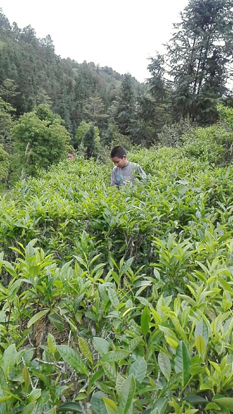 广东兴宁市头春水罗塘茶红茶自产自销优惠活动中