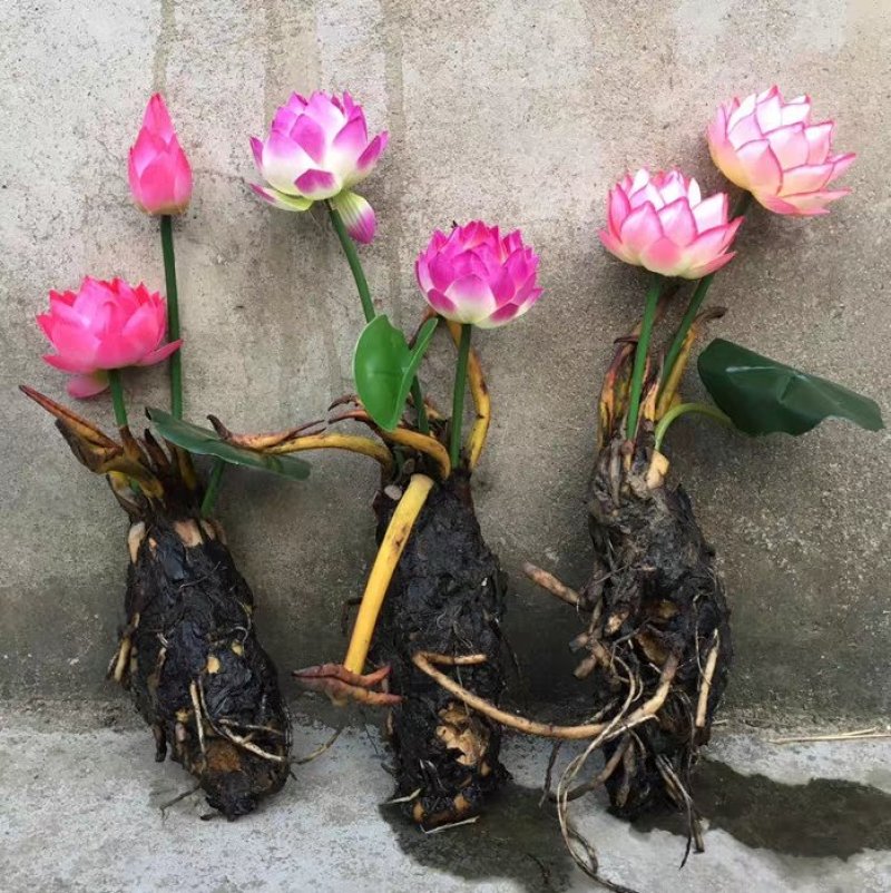 大睡莲根块水培植物四季带花蕾水养花卉盆栽植物包邮