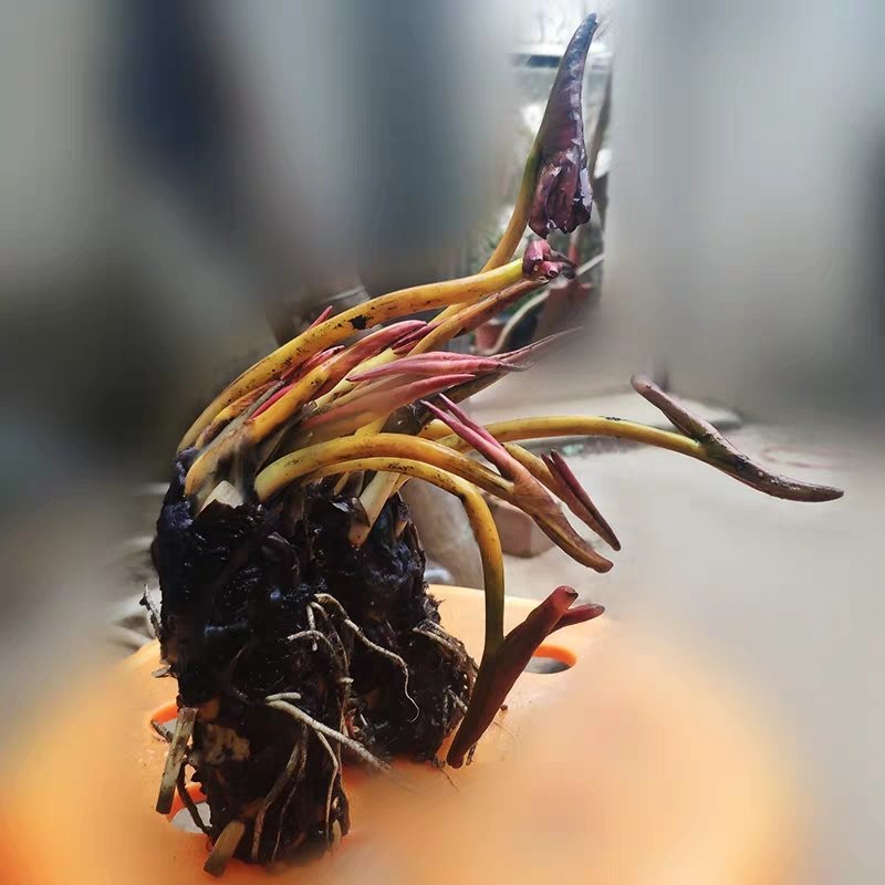 大睡莲根块水培植物四季带花蕾水养花卉盆栽植物包邮