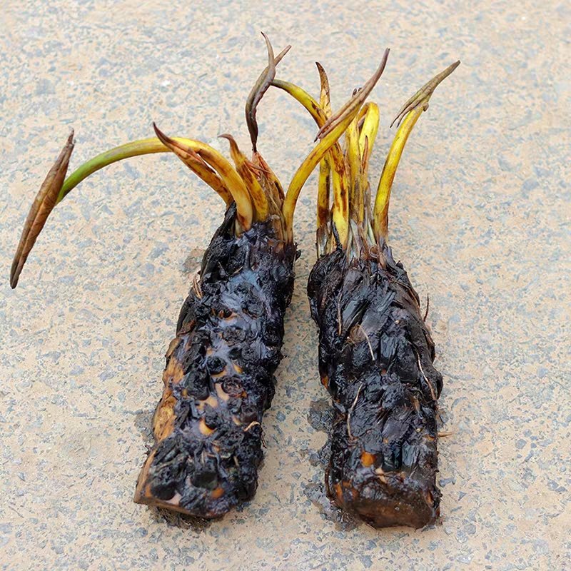 大睡莲根块水培植物四季带花蕾水养花卉盆栽植物包邮
