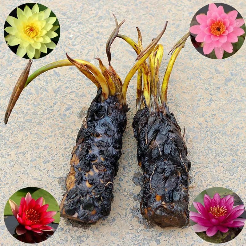 大睡莲根块水培植物四季带花蕾水养花卉盆栽植物包邮
