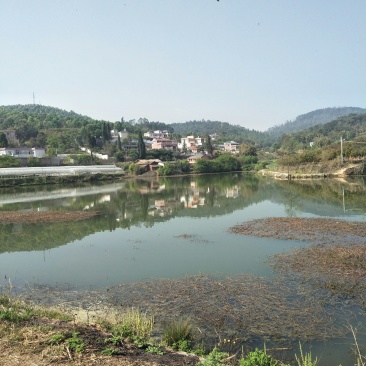 小龙虾，各种规格小龙虾苗，基地直供，量大直供