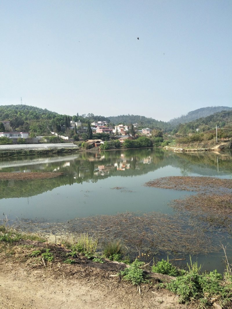 小龙虾，各种规格小龙虾苗，基地直供，量大直供