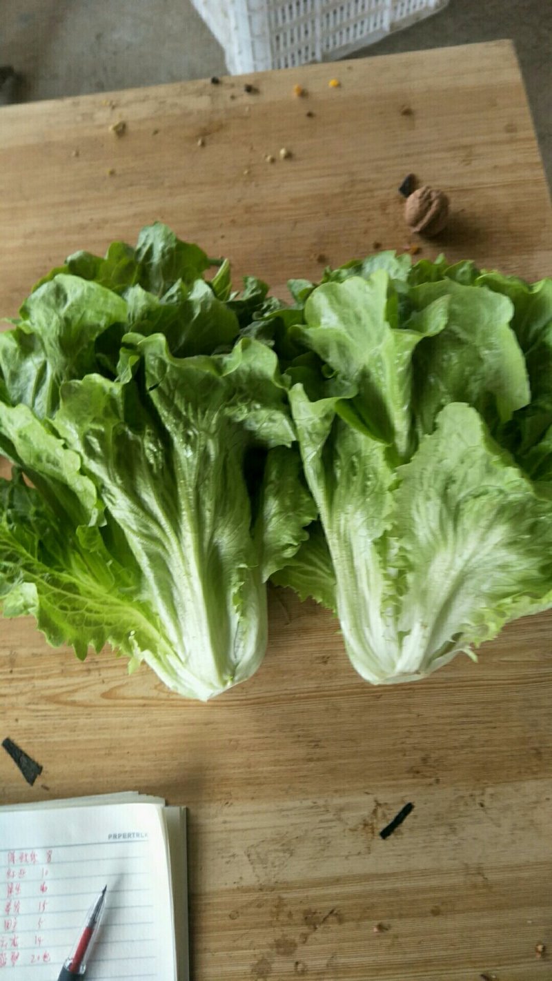 意大利生菜5两~6两产地直发保鲜技术好商超批发市场**