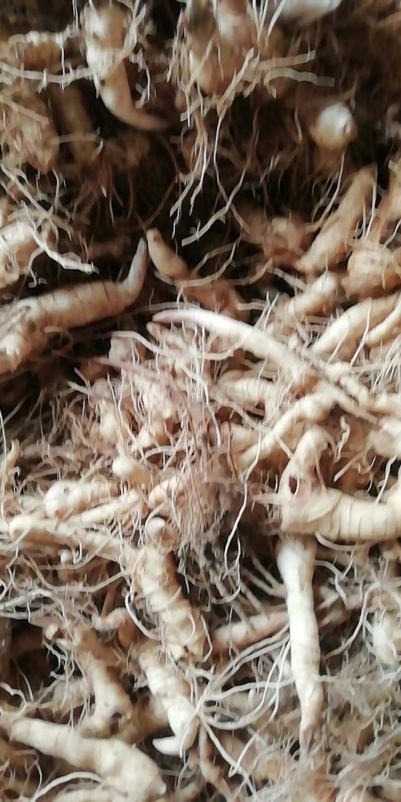产地直销，货真价实，黄精种