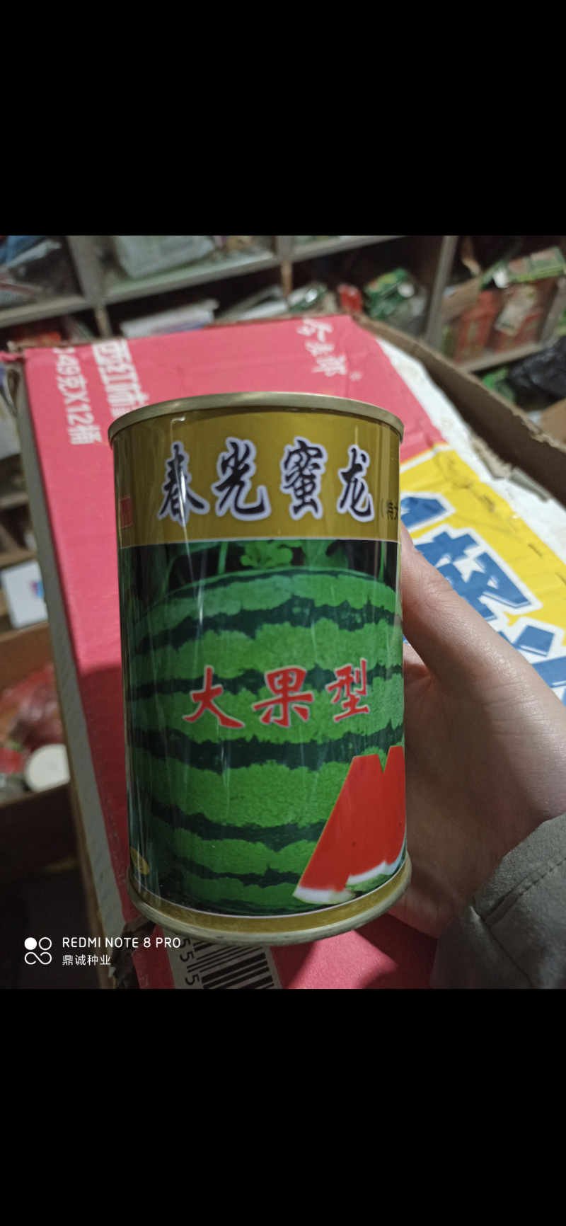 春光蜜龙西瓜大果型高抗病坐果快果肉大红50g