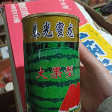 春光蜜龙西瓜大果型高抗病坐果快果肉大红50g