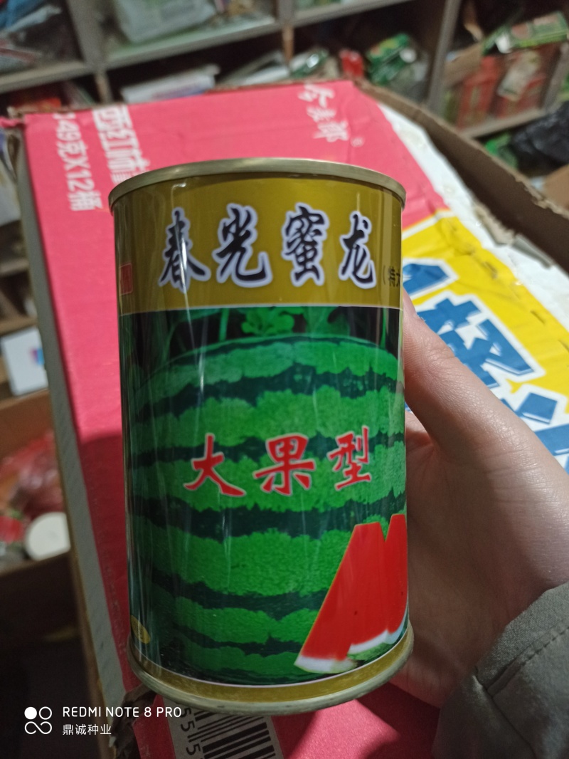 春光蜜龙西瓜大果型高抗病坐果快果肉大红50g